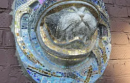 Кошка в космосе