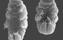Среда обитания: тихоходка выжила в космосе
