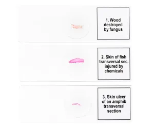 Набор микропрепаратов Levenhuk Discovery Prof DPS 5. «Мутации», изображение 6