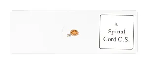 Набор микропрепаратов Bresser «Гистология», 30 шт., в кейсе, изображение 6