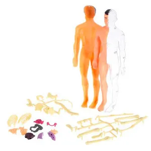 Исследовательский набор-конструктор ND Play «Строение тела» 6+, изображение 8
