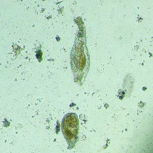 Микроскоп биологический инвертированный цифровой MAGUS Bio VD300 LCD, изображение 20