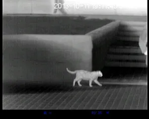 Тепловизор Quantum LD19S (Pulsar), изображение 3