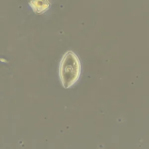 Фазово-контрастное устройство MAGUS SPH360 с набором объективов План ПолуАпохромат Plan S-Apo Ph 4х/10х/20х/40х/60х H60 мм, изображение 18