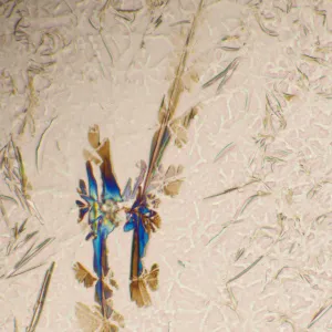 Микроскоп биологический MAGUS Bio 290T, изображение 25