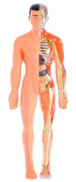 Исследовательский набор-конструктор ND Play «Строение тела» 6+, изображение 10