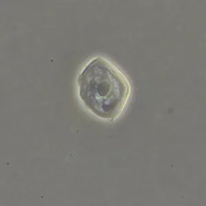 Фазово-контрастное устройство MAGUS SPH360 с набором объективов План ПолуАпохромат Plan S-Apo Ph 4х/10х/20х/40х/60х H60 мм, изображение 17