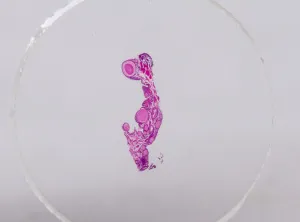 Набор микропрепаратов Konus 10: «Ящерицы, змеи и птицы», изображение 4