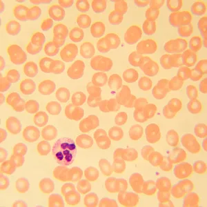 Микроскоп биологический MAGUS Bio 230B, изображение 22