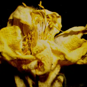 Микроскоп стереоскопический цифровой MAGUS Stereo D9T, изображение 27